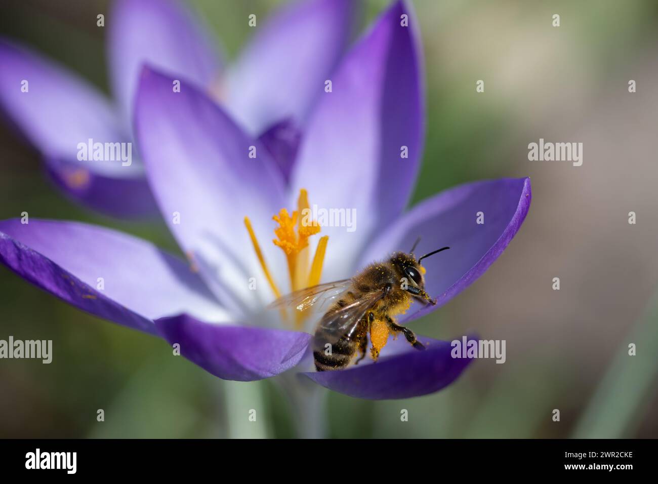 Nahaufnahme einer kleinen Honigbiene, die auf einem Krokusblatt sitzt. Die Blume ist violett. Die Biene ist mit gelben Pollen bedeckt. Stockfoto