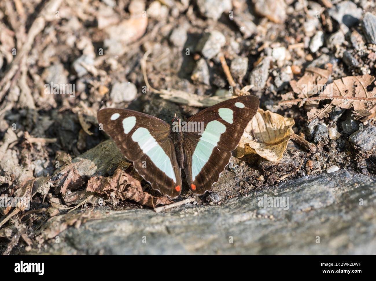 Schlammpuddling kompletter Rotring (Pyrrhogyra edocla) in Kolumbien Stockfoto