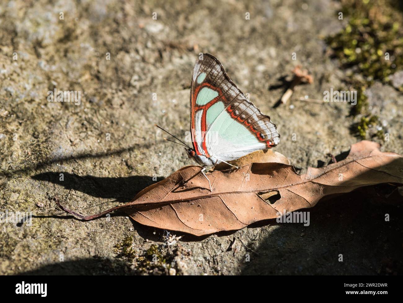 Schlammpuddling kompletter Rotring (Pyrrhogyra edocla) in Kolumbien Stockfoto
