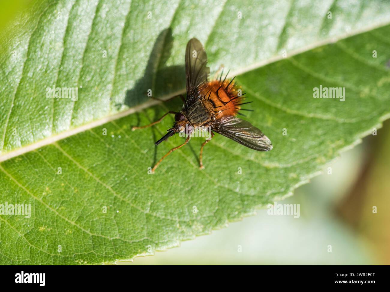 Hoch thronende "Igelfliege" aus der Gattung Adejeania, eine Art parasitärer Tachinidenfliege in Kolumbien Stockfoto