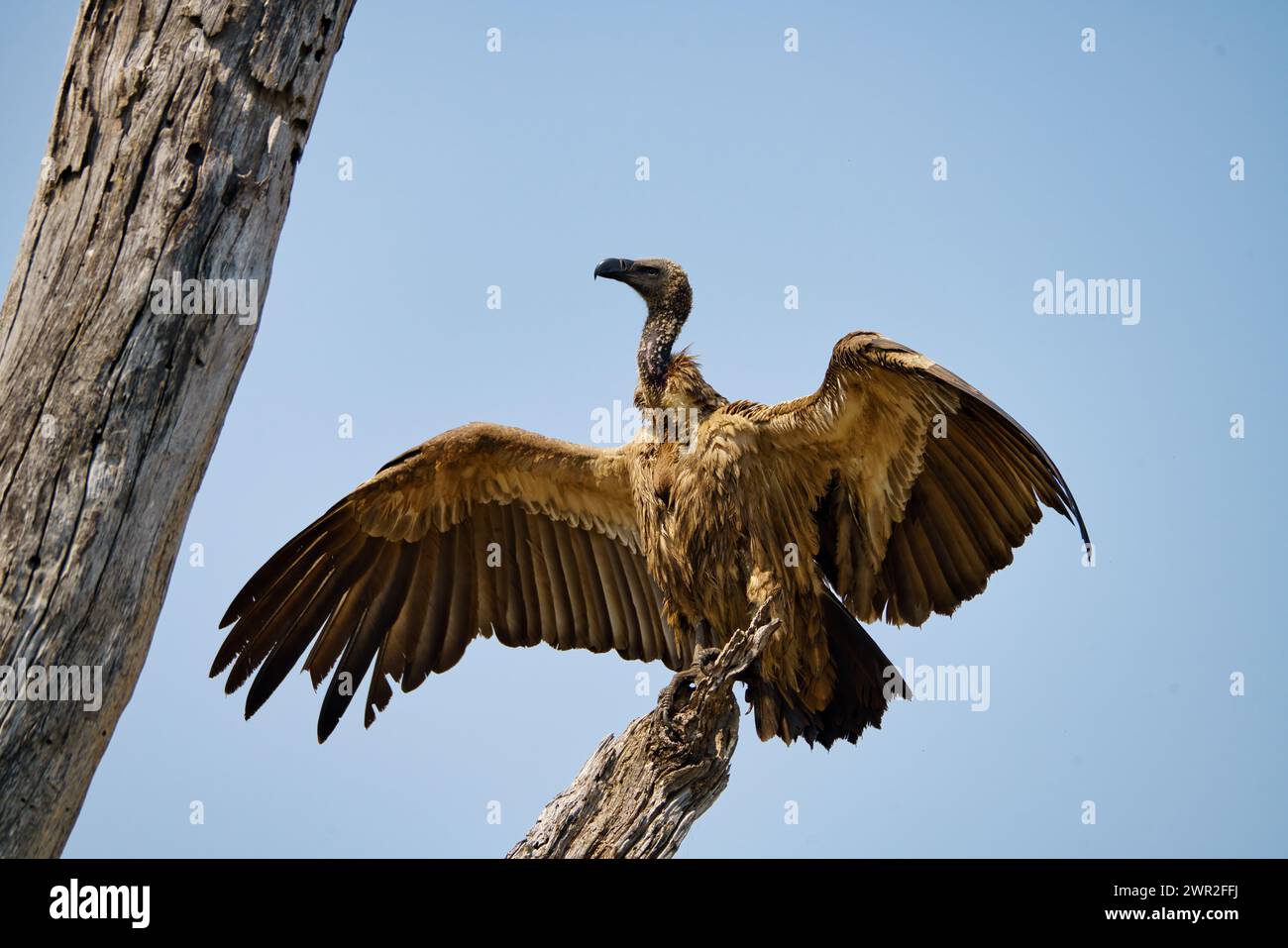 Weißer Geier, der auf einem Baum sitzt, nachdem er mit ausgebreiteten Flügeln gefüttert hat und sich in der Sonne sonnt Stockfoto