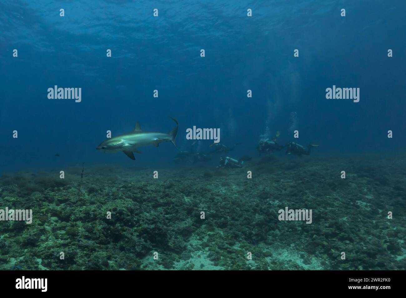 Thresher Shark schwimmt im Meer der Philippinen Stockfoto