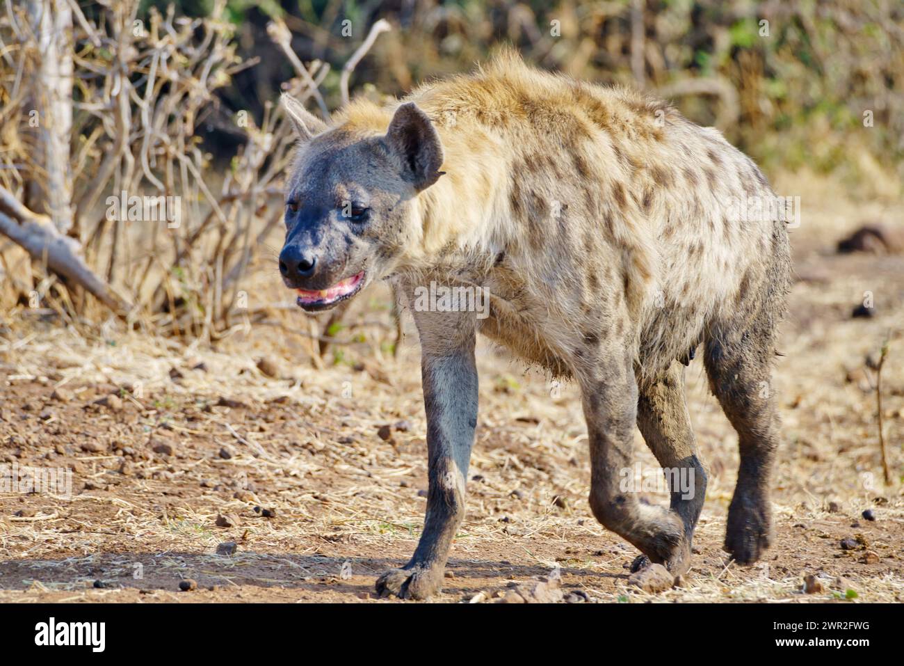 Ich habe Hyena gesehen, die durch die Ebenen Afrikas lief Stockfoto