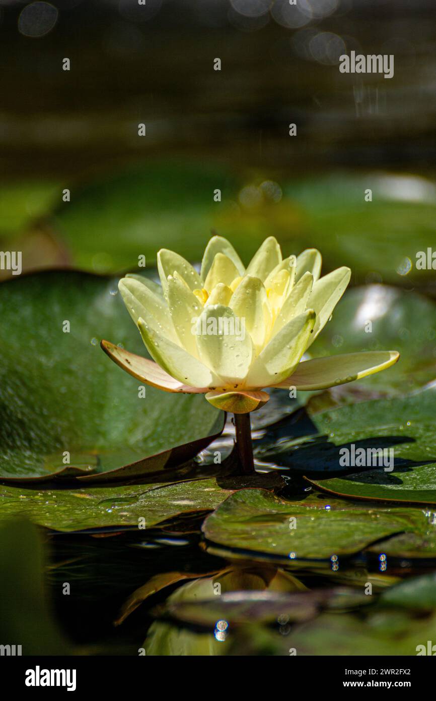 Lilly Blume Wasser Stockfoto