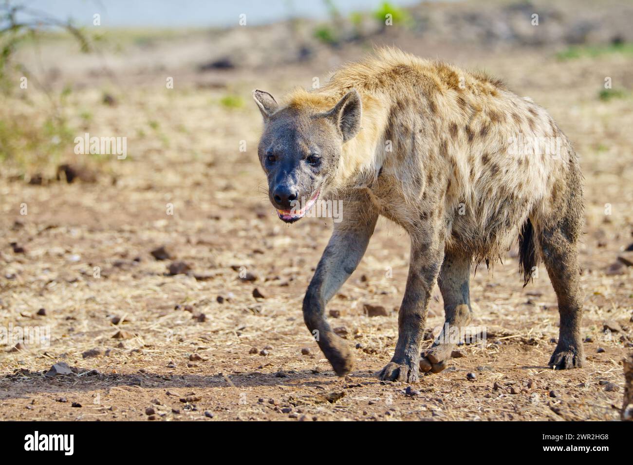 Ich habe Hyena gesehen, die durch die Ebenen Afrikas lief Stockfoto