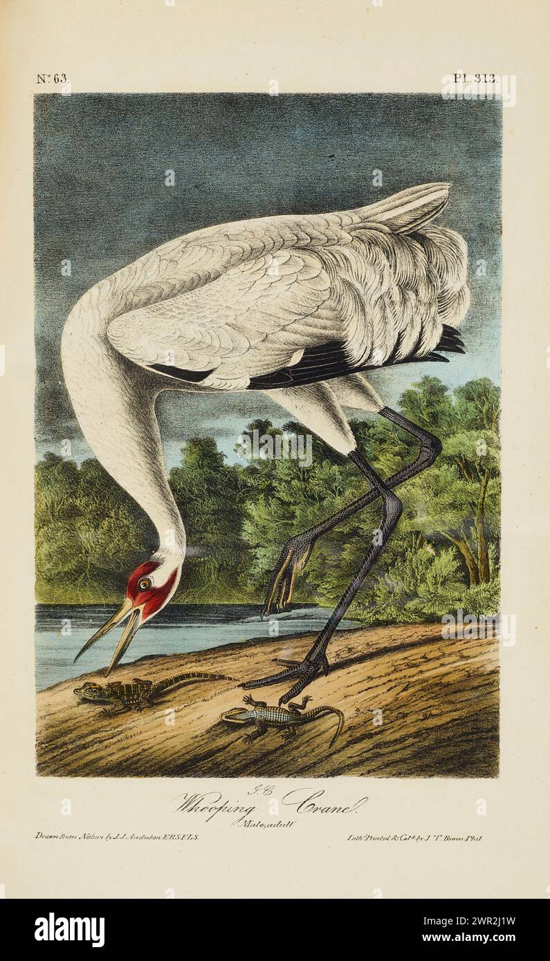 Whoping Crane von John James Audubon, Druck aus der ersten Oktavo-Ausgabe 1840-44 (wie sie ist) Stockfoto