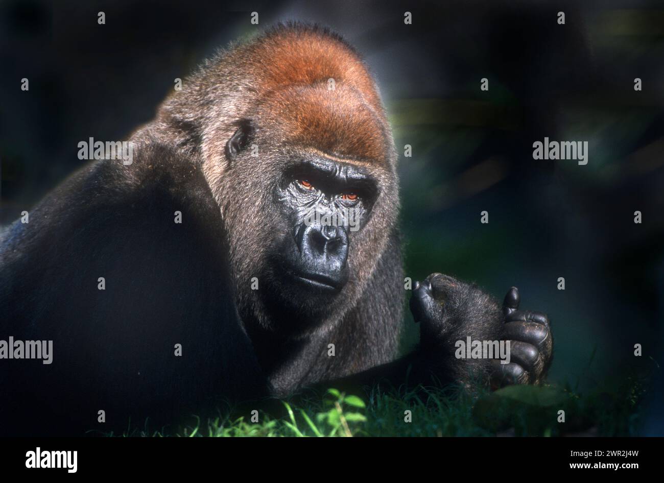 Afrika; Kongo; Wildtiere; Säugetiere; Primaten; WESTERN Lowland Gorilla; Gorilla Gorilla; Silverback männlich. Gefangenschaft. Stockfoto