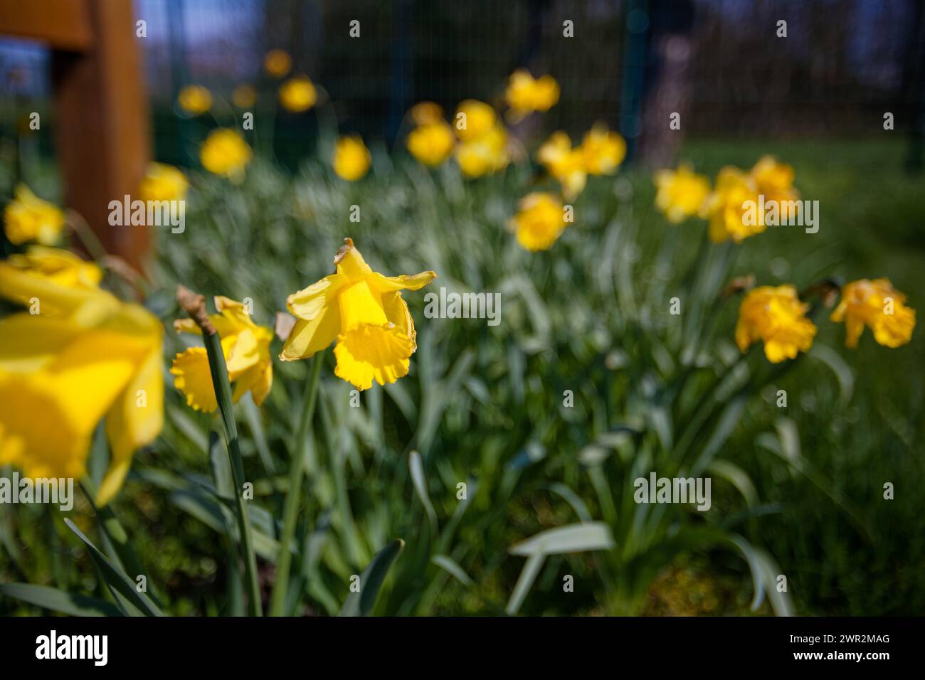 Der Frühling kommt. osterblume und ostergruß Stockfoto