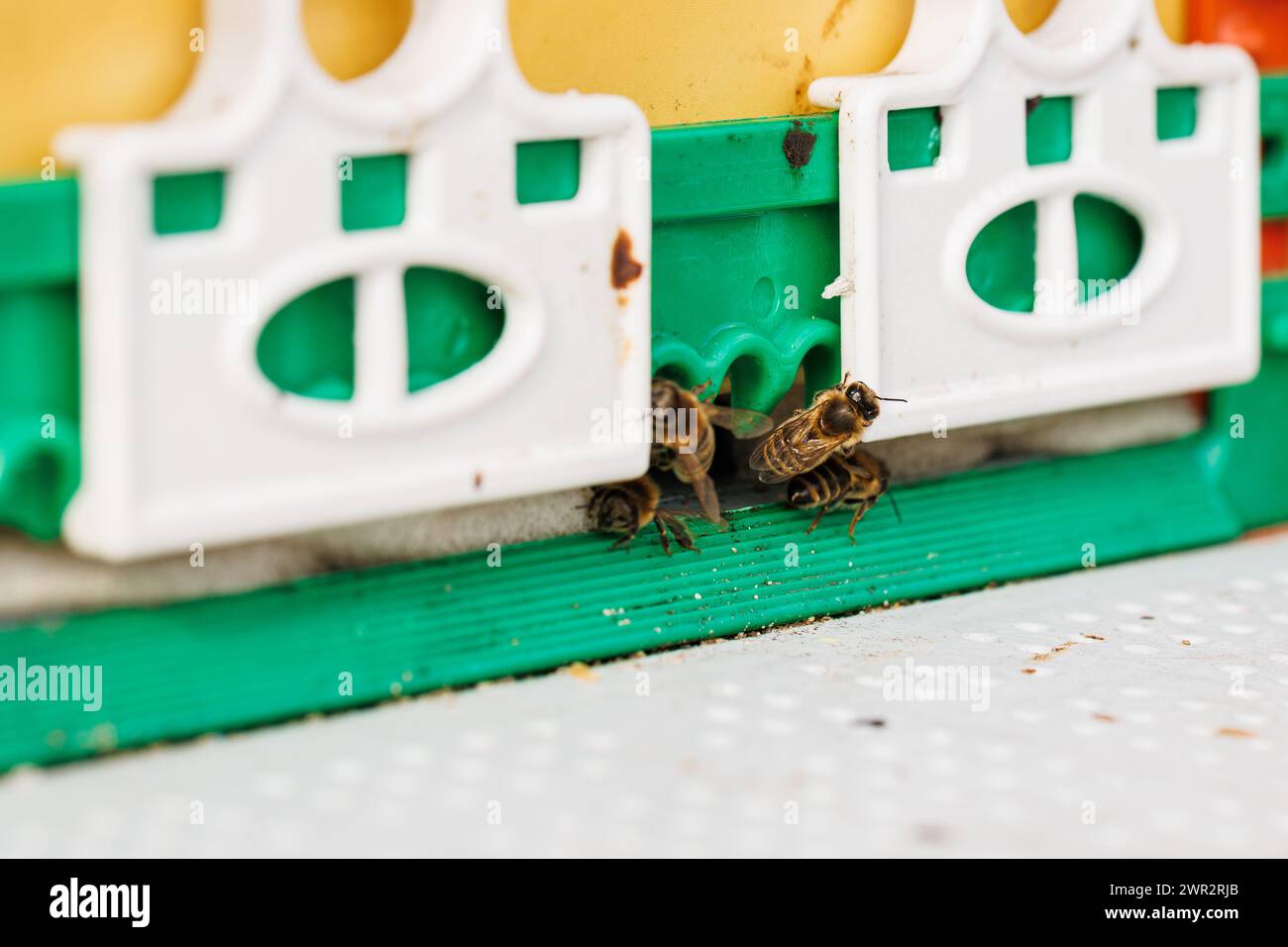 Am Eingang des hochmodernen Plastikbeckens strömen die Bienen heraus und präsentieren sich Stockfoto