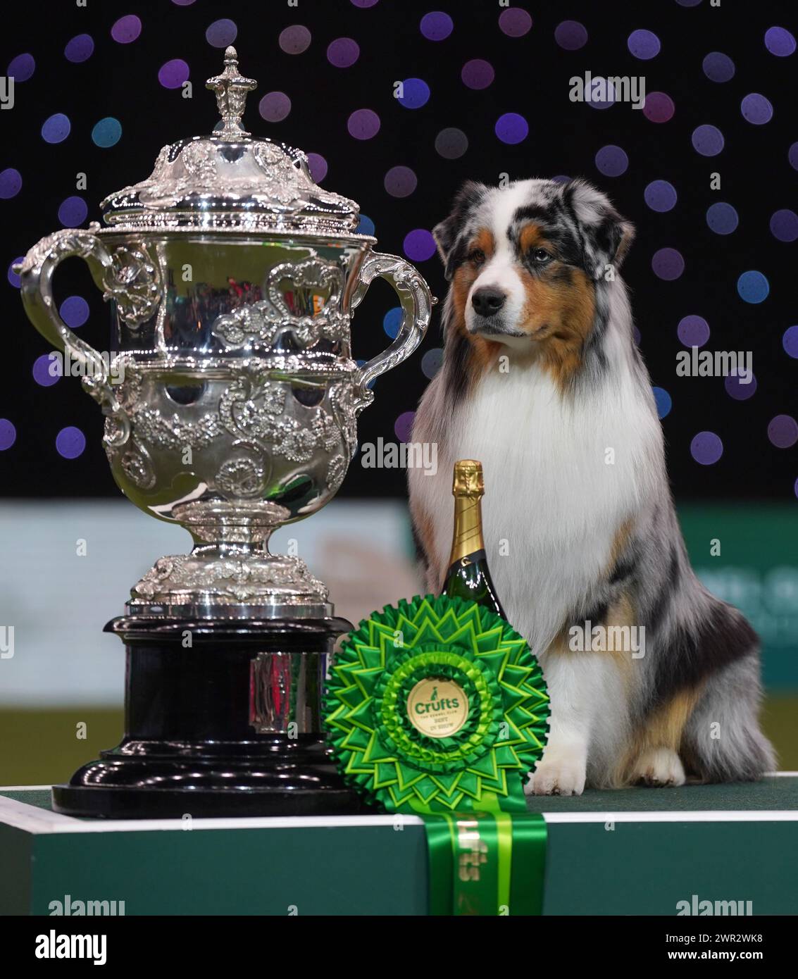 Viking, ein australischer Schäferhund, Miteigentümer von Melanie Raymond, John Shaw und Kerry Kirtley, der am vierten Tag der Crufts Dog Show im Birmingham National Exhibition Centre (NEC) als Best in Show ausgezeichnet wurde. Bilddatum: Sonntag, 10. März 2024. Stockfoto