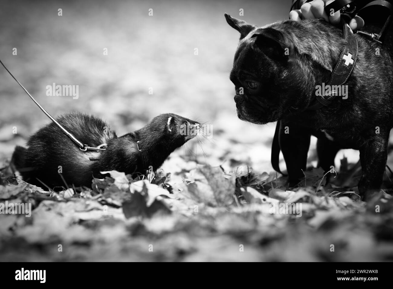 Junges dunkles Sable Frettchen beim Ausflug und Spaziergang im Herbstpark trifft auf Hund Stockfoto