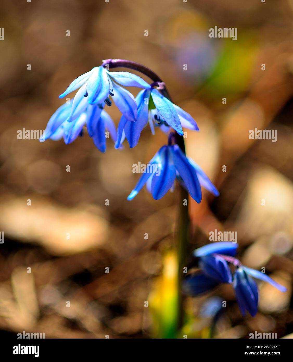 Blausibirischer Schnitzel (Scilla siberica) Stockfoto