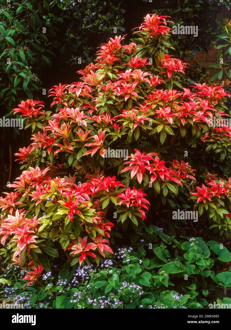 Brillant rot/karmesinrote und grüne immergrüne Sträucher Pieris 'Forest Flame' / Pieris floribunda, wächst im englischen Garten, Großbritannien Stockfoto