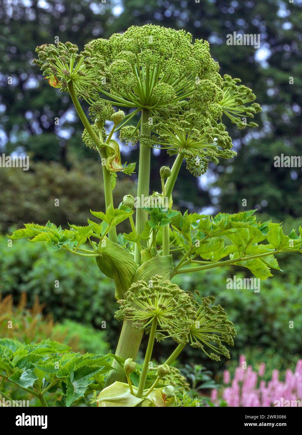 Großaufnahme der Angelica archangelica (Archangel angelica), die im englischen Garten im Mai in England wächst Stockfoto