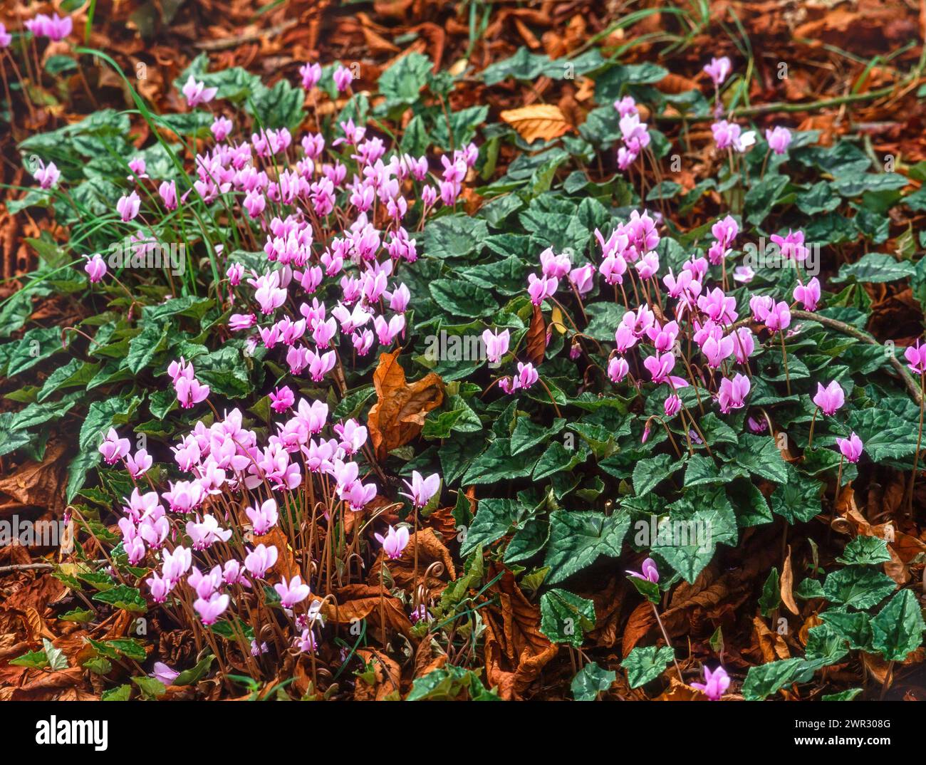 Cyclamen hederifolium (Efeublättrige Cyclamen) „Persisches Violett“-Blüten, die im englischen Garten, Großbritannien, wachsen Stockfoto