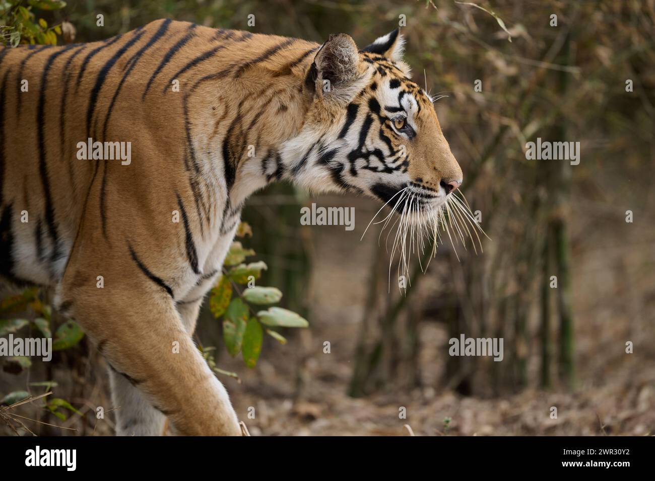 Bengalen Tiger Stalking, Bandhavgarh National Park, Indien Stockfoto