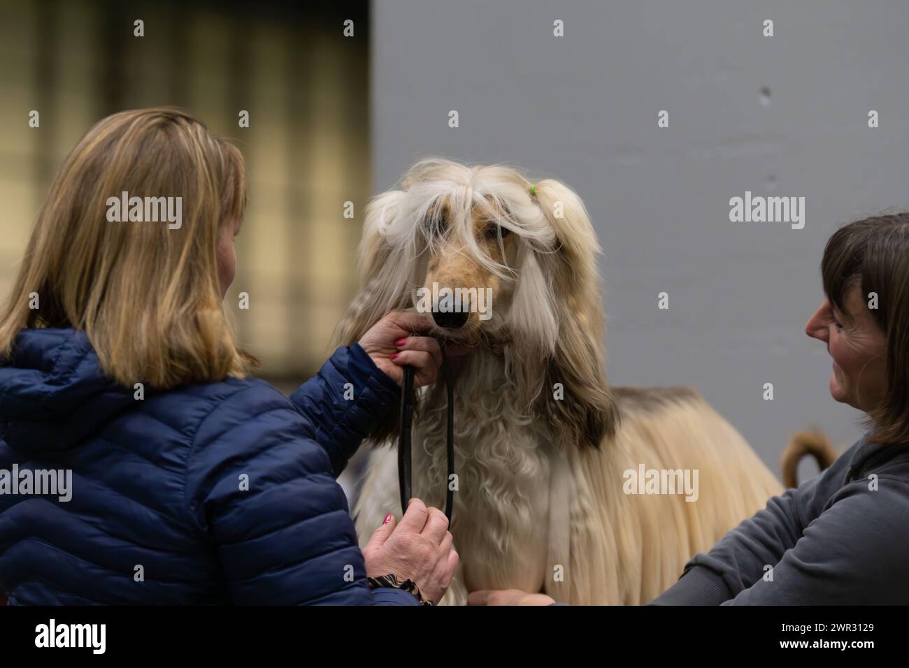 Crufts 2024 Afghan Hound wird gepflegt Credit: victoria elsmore/Alamy Live News Stockfoto