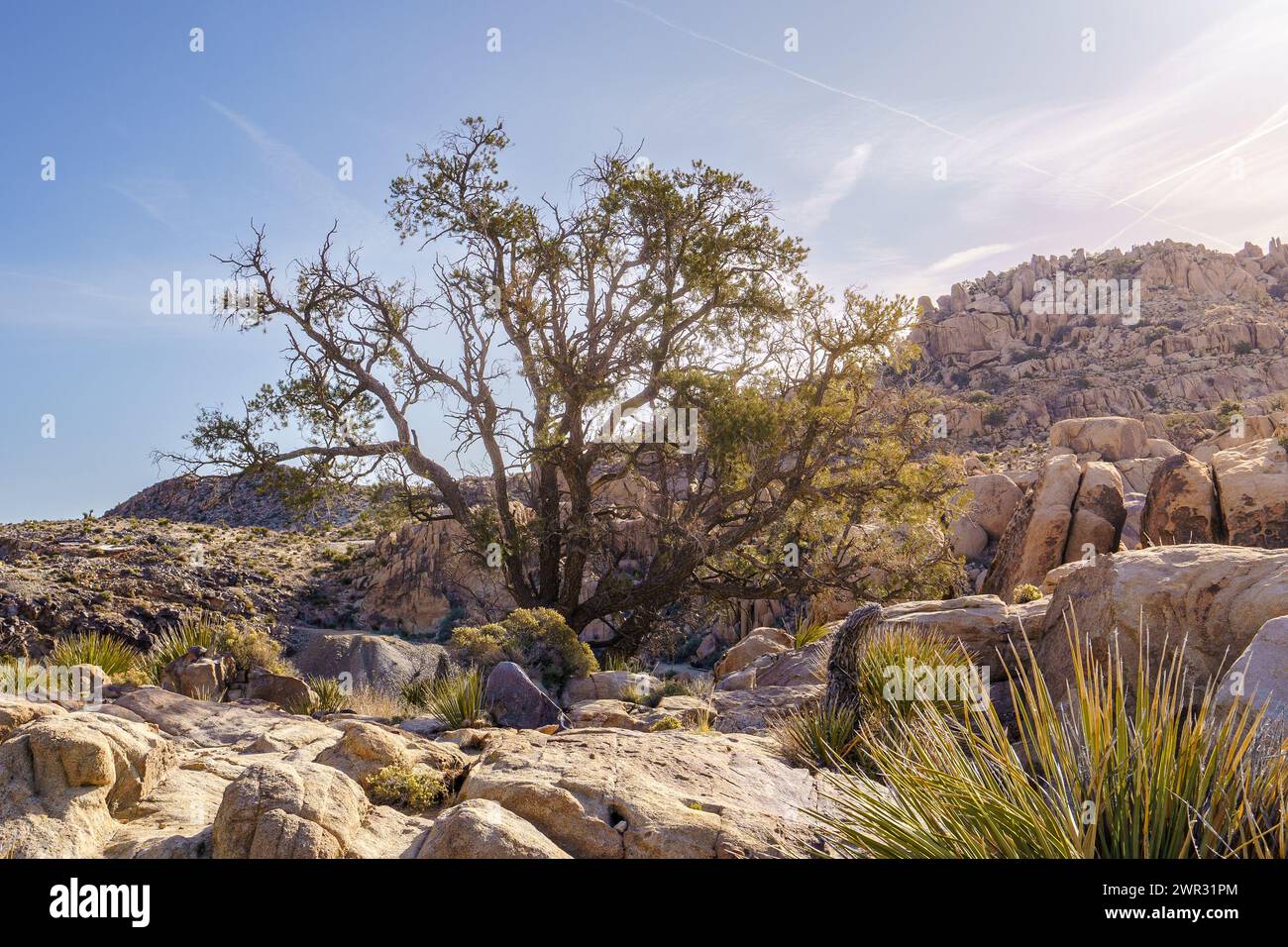 Pinyonkiefer (Pinus pinaceae) in der Nähe der Desert Queen Mine im Joshua Tree National Park, Kalifornien Stockfoto