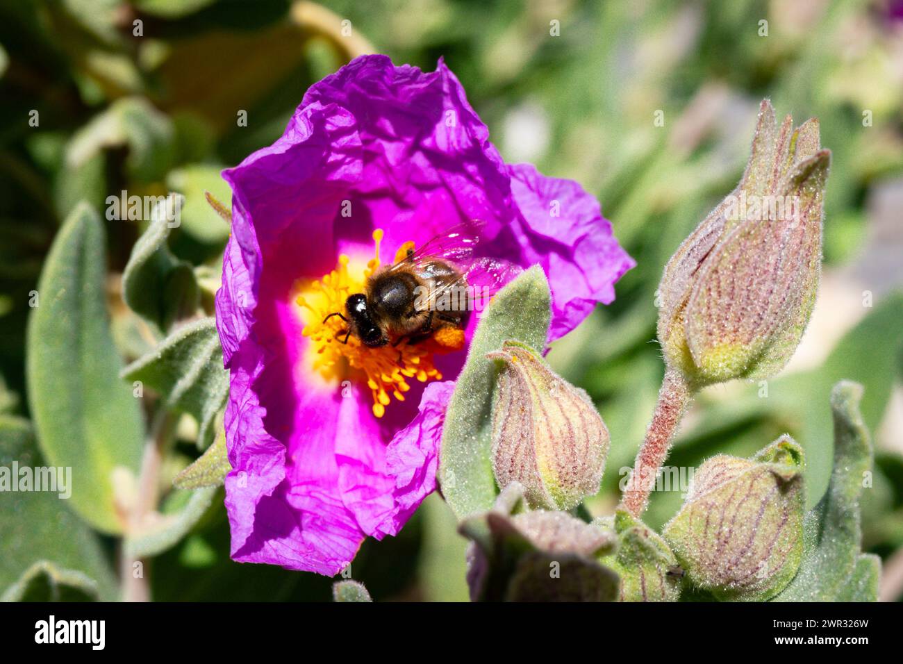 Biene sammelt Pollen auf einer lilafarbenen Blume am Morgen. Begriffe Natur, Tiere Stockfoto