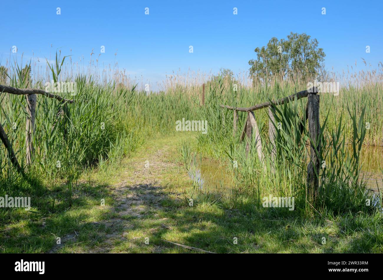 Verlassene Feldwege durch Marschland an einem klaren Frühlingstag Stockfoto