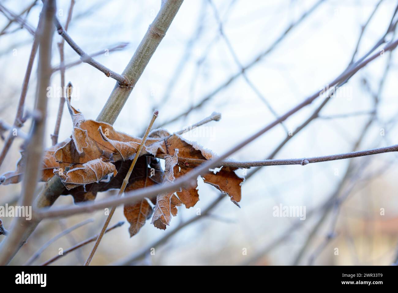 Nahaufnahme von Blättern und Zweigen, die an einem Wintermorgen mit Raureif bedeckt sind Stockfoto