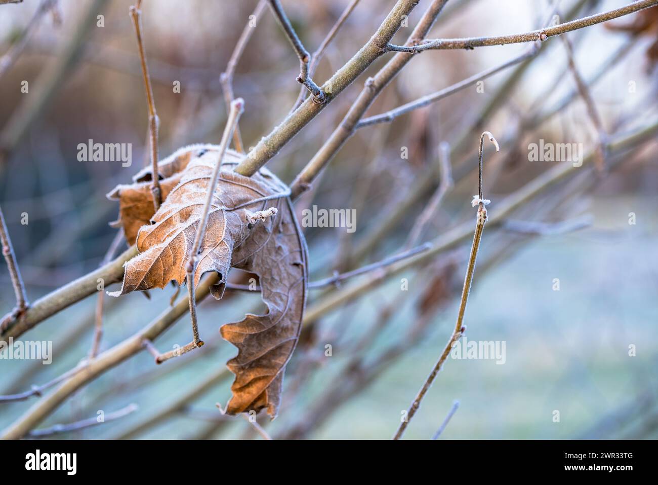 Nahaufnahme eines frostigen trockenen Blattes, das an einem Wintermorgen auf Zweigen liegt. Selektiver Fokus. Stockfoto