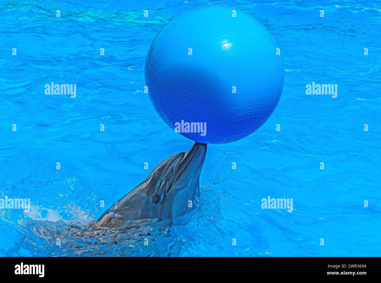 Verspielter Delfin, der einen hellblauen Ball auf der Nase balanciert. Der Delfin schwimmt in einem klaren blauen Pool. Der schlanke, graue Körper des Delfins steht im Kontrast zum DE Stockfoto