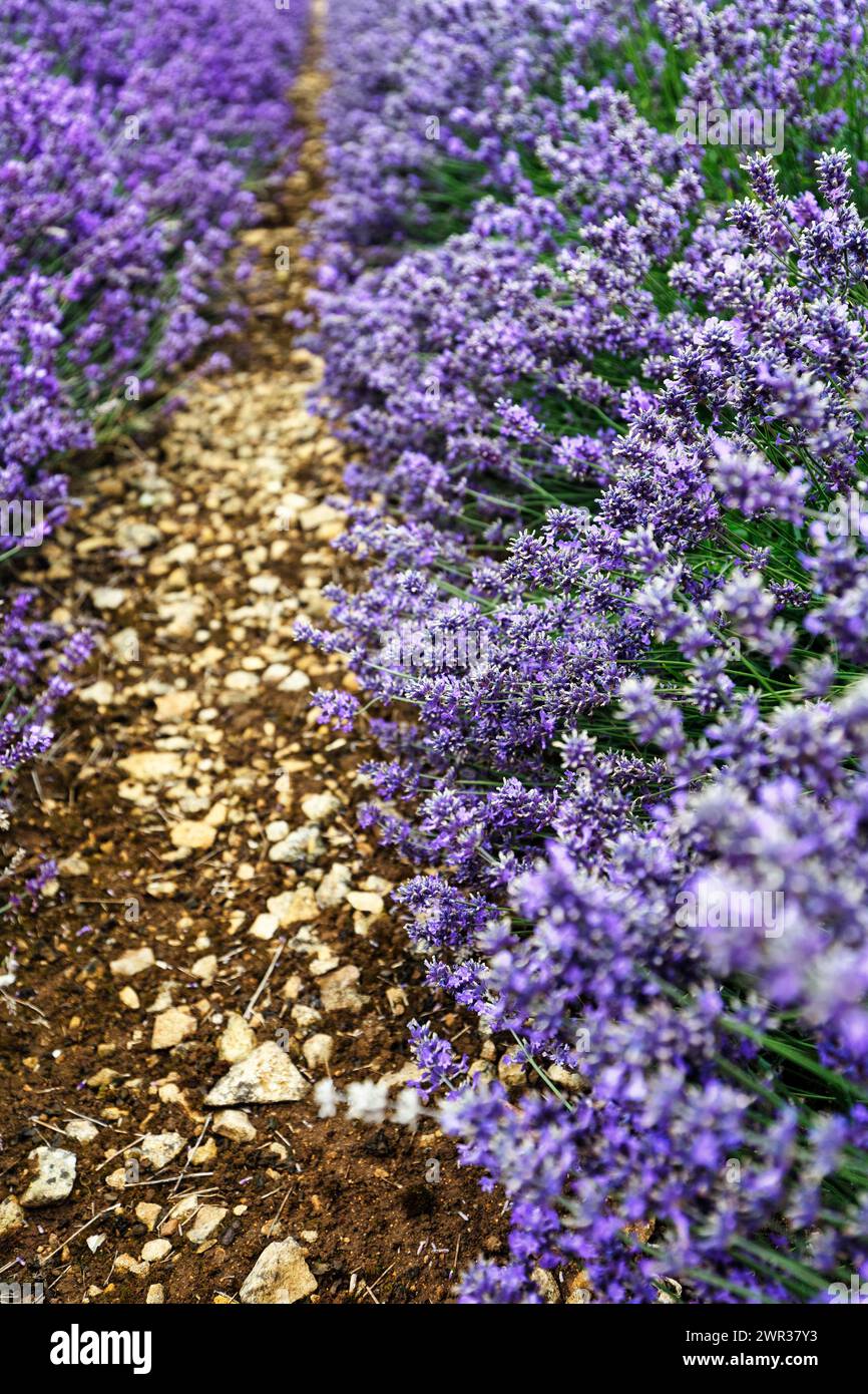 Lavendel (Lavandula), Pfad durch ein Lavendelfeld auf einer Farm, Cotswolds Lavender, Snowshill, Broadway, Gloucestershire, England, Großbritannien Stockfoto