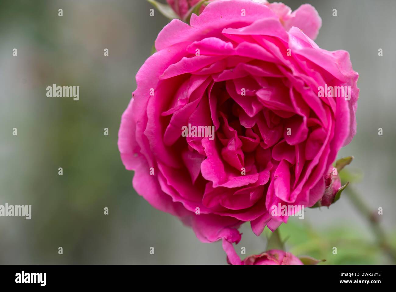 Rote Rosenblüte (rosa), Bayern, Deutschland Stockfoto