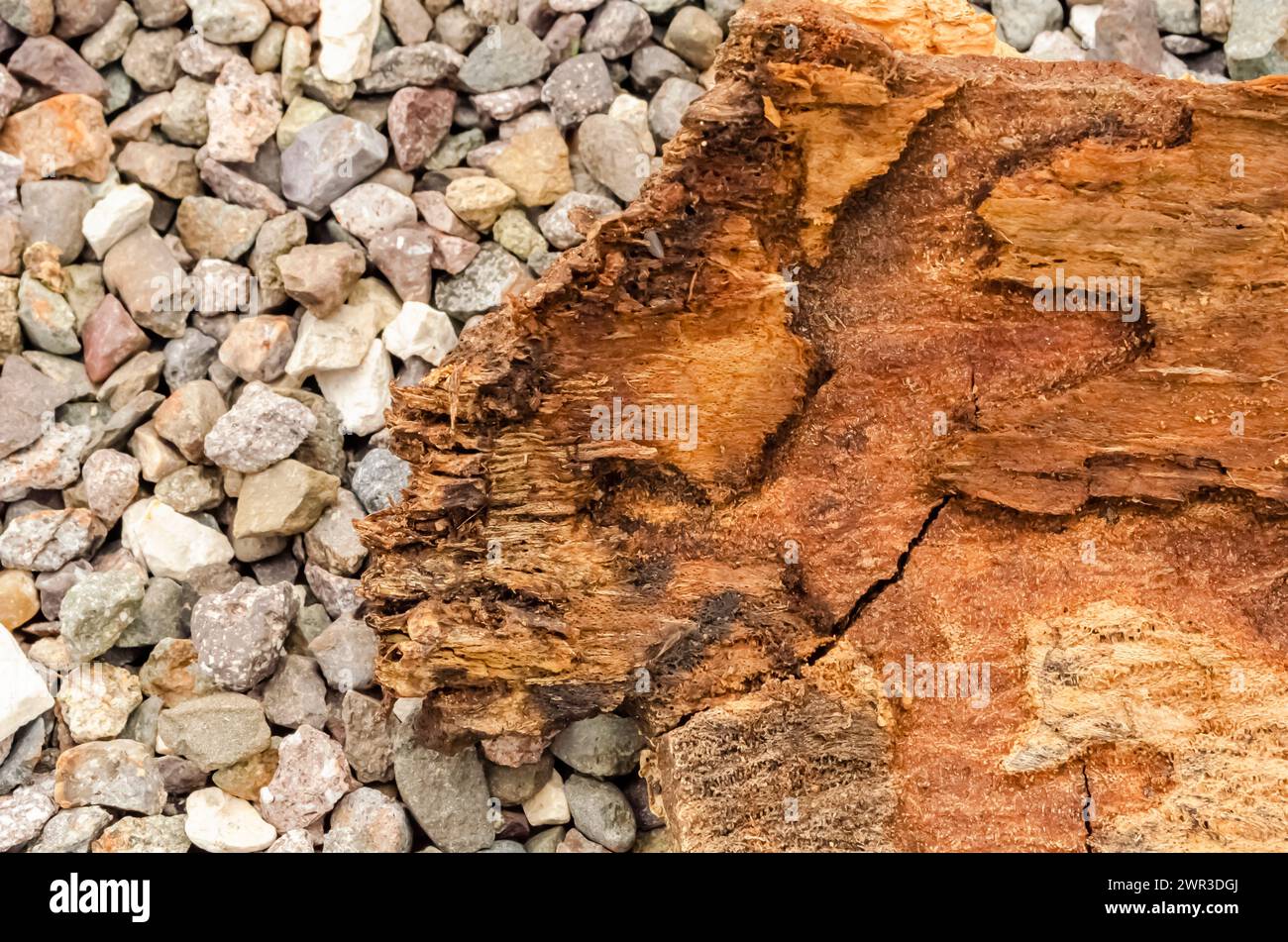 Lebbeck Baumrinde auf Steinen Stockfoto