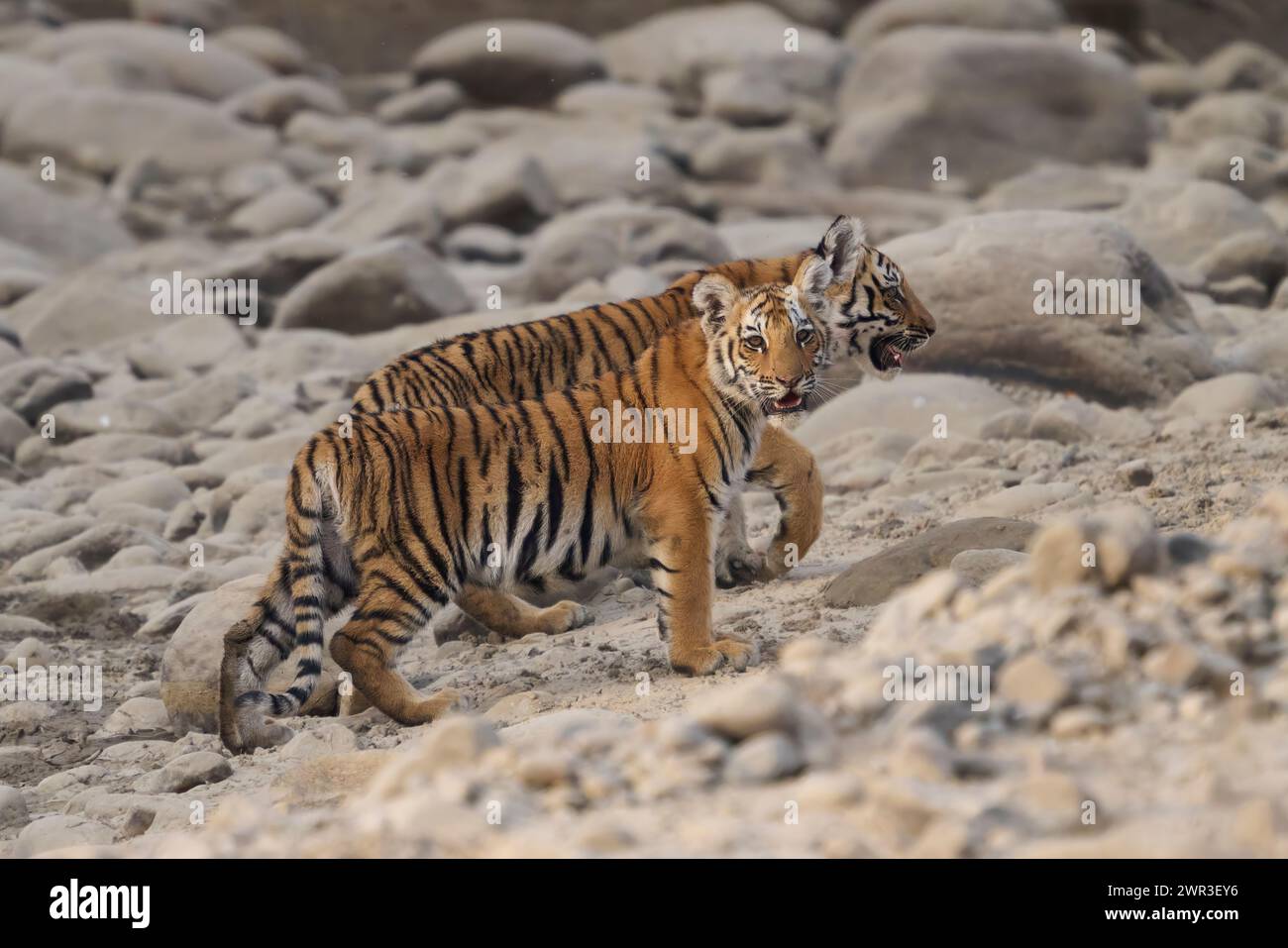 Zwei bengalische Tigerjungen der Tigerin Paarwali, Corbett National Park, Indien, Februar 2024. Stockfoto