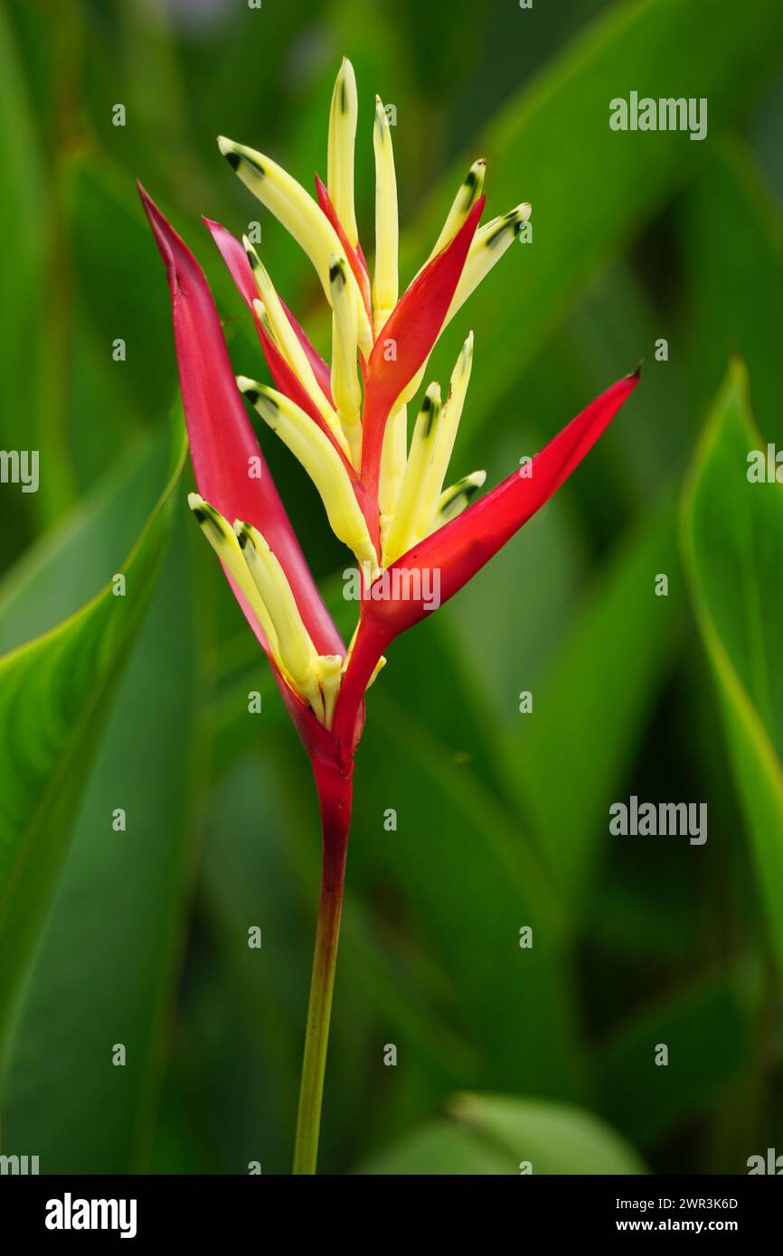 Heliconiaceae (Heliconiaceae, Hummerkrallen, Tukanschnabel, wilde Kochbananen, falscher Paradiesvogel) mit natürlichem Hintergrund Stockfoto