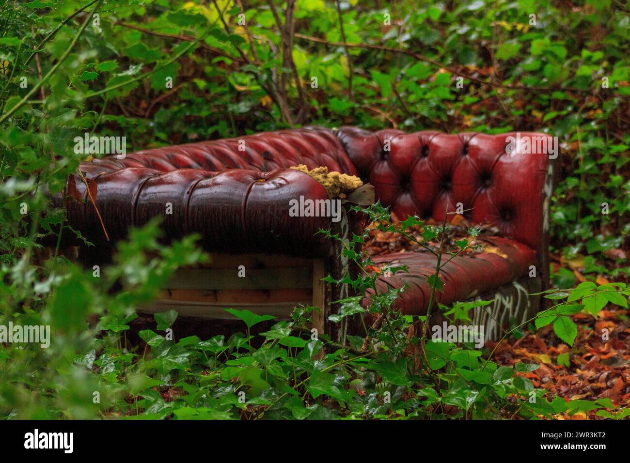 Verlassenes Chester-Sofa in den Wäldern von London Stockfoto