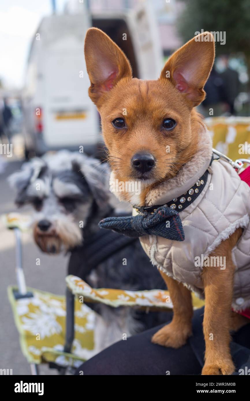 terrierhund und Freund Stockfoto