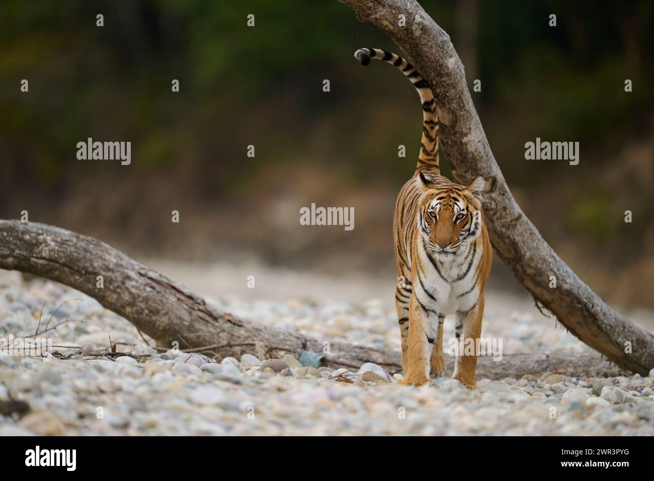 Tiger - Tigress Paarwali, Corbett National Park, Februar 2024. Stockfoto
