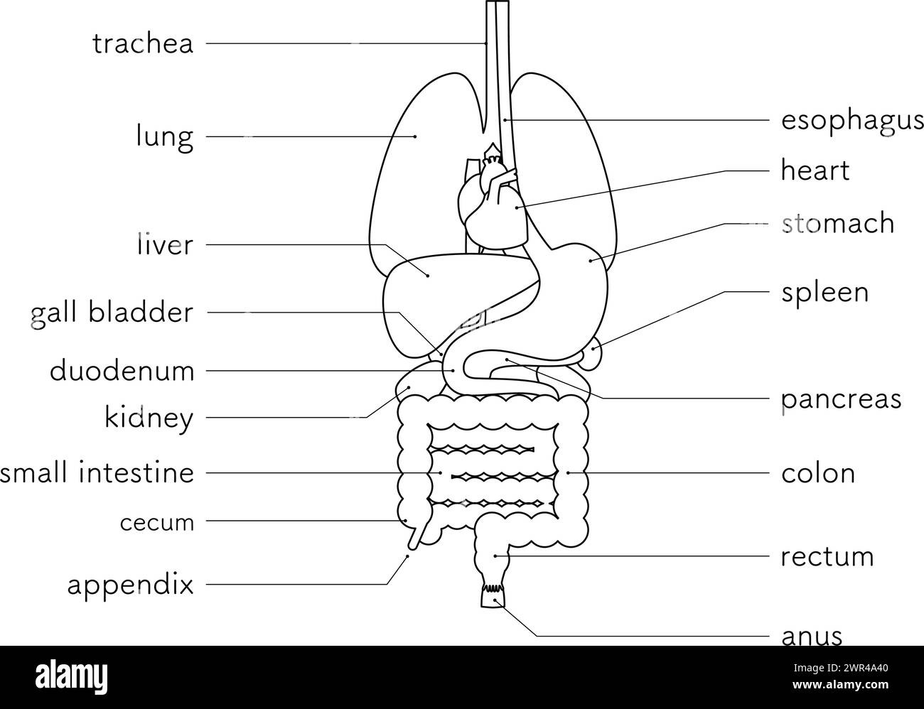 Strukturzeichnung des menschlichen Körpers, Illustration der inneren Organe (Organe) nur Schwarze und weiße Linienzeichnung , Vektorillustration Stock Vektor