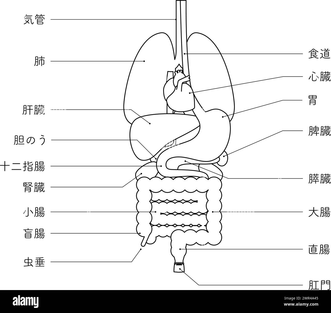 Strukturzeichnung des menschlichen Körpers, Illustration der inneren Organe (Organe) nur Schwarzweiß-Linienzeichnung - Übersetzung: Magenanus-Anhang Stock Vektor