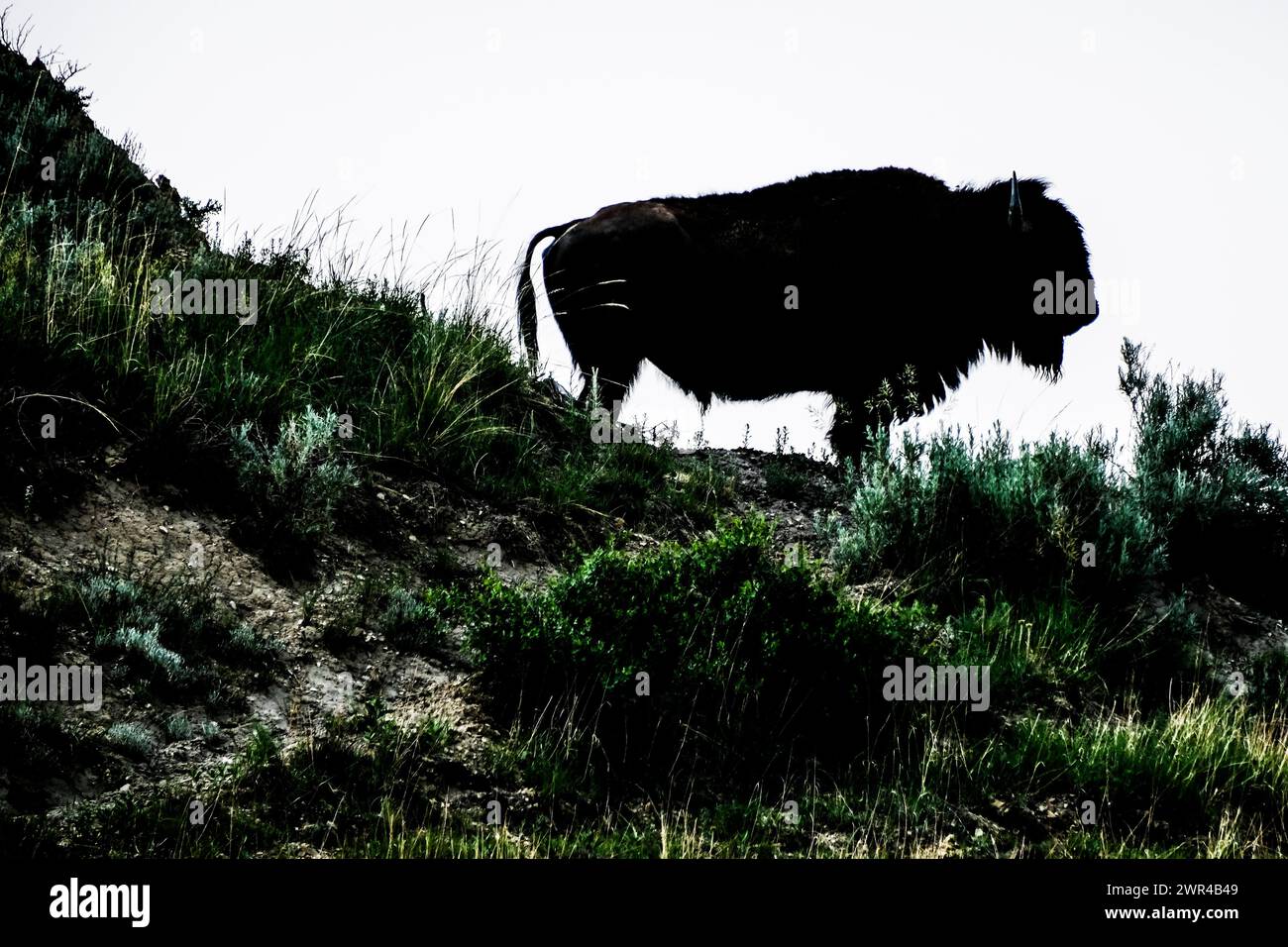 Silhouetted Buffalo (American Bison) im Theodore Roosevelt National Park in North Dakota, USA. In der Nähe von Medora, ND. Stockfoto