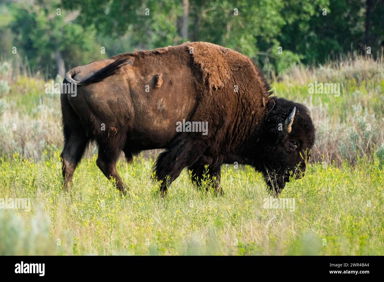 Buffalo (American Bison) im Theodore Roosevelt National Park in North Dakota, USA. In der Nähe von Medora, ND. Stockfoto