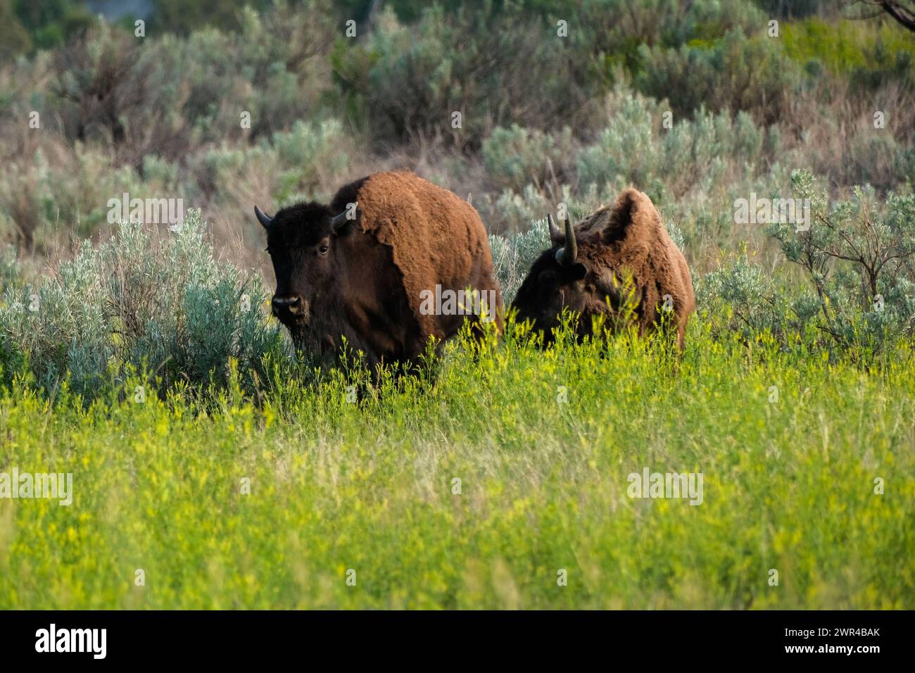 Buffalo (American Bison) im Theodore Roosevelt National Park in North Dakota, USA. In der Nähe von Medora, ND. Stockfoto