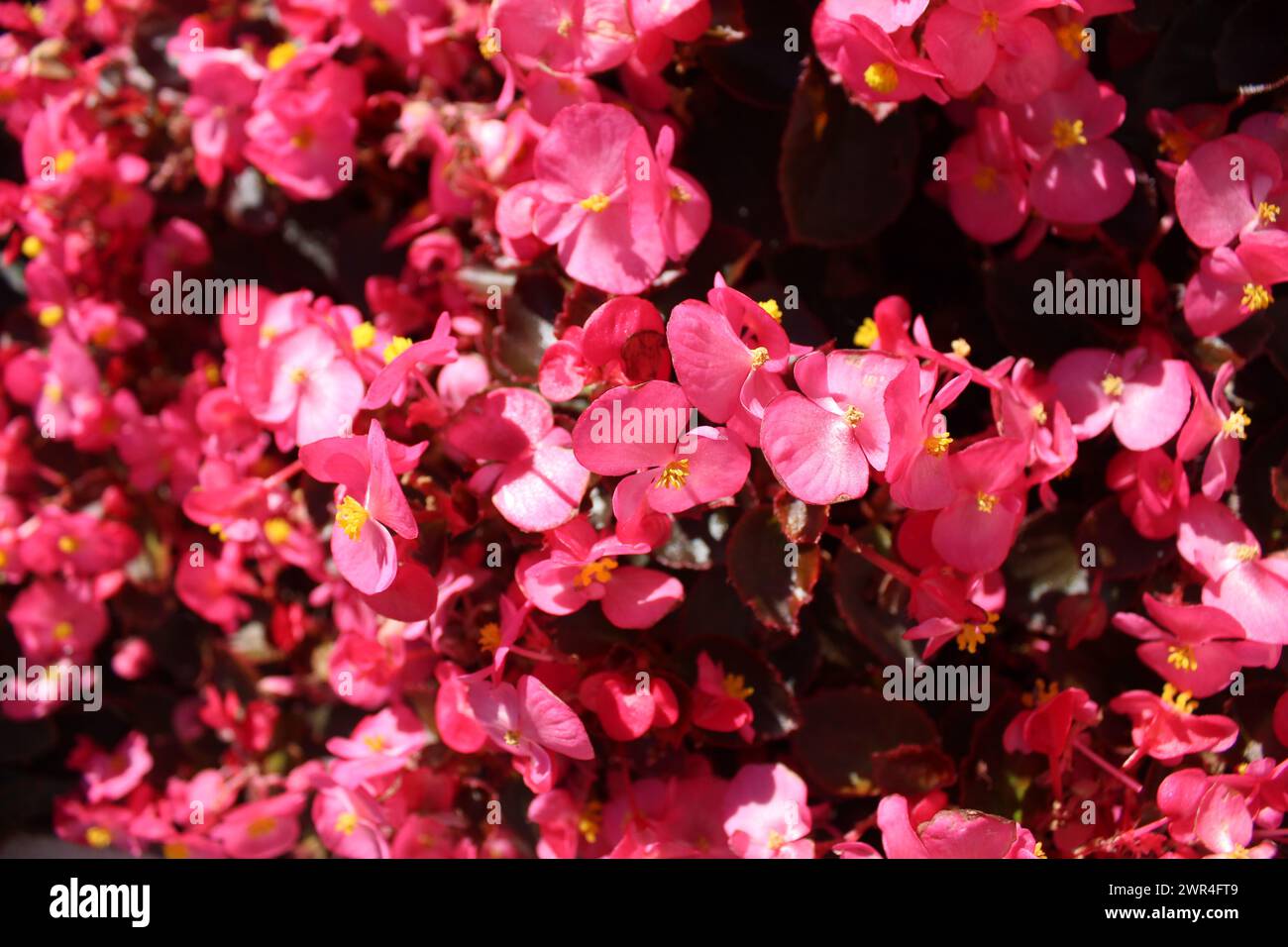Kleine rosa Blumen in einem krummen Plan. Sommer-Hintergrund mit Blumenmuster. Kultivierung. Blühende Sträucher Pflanzenvermehrung Stockfoto
