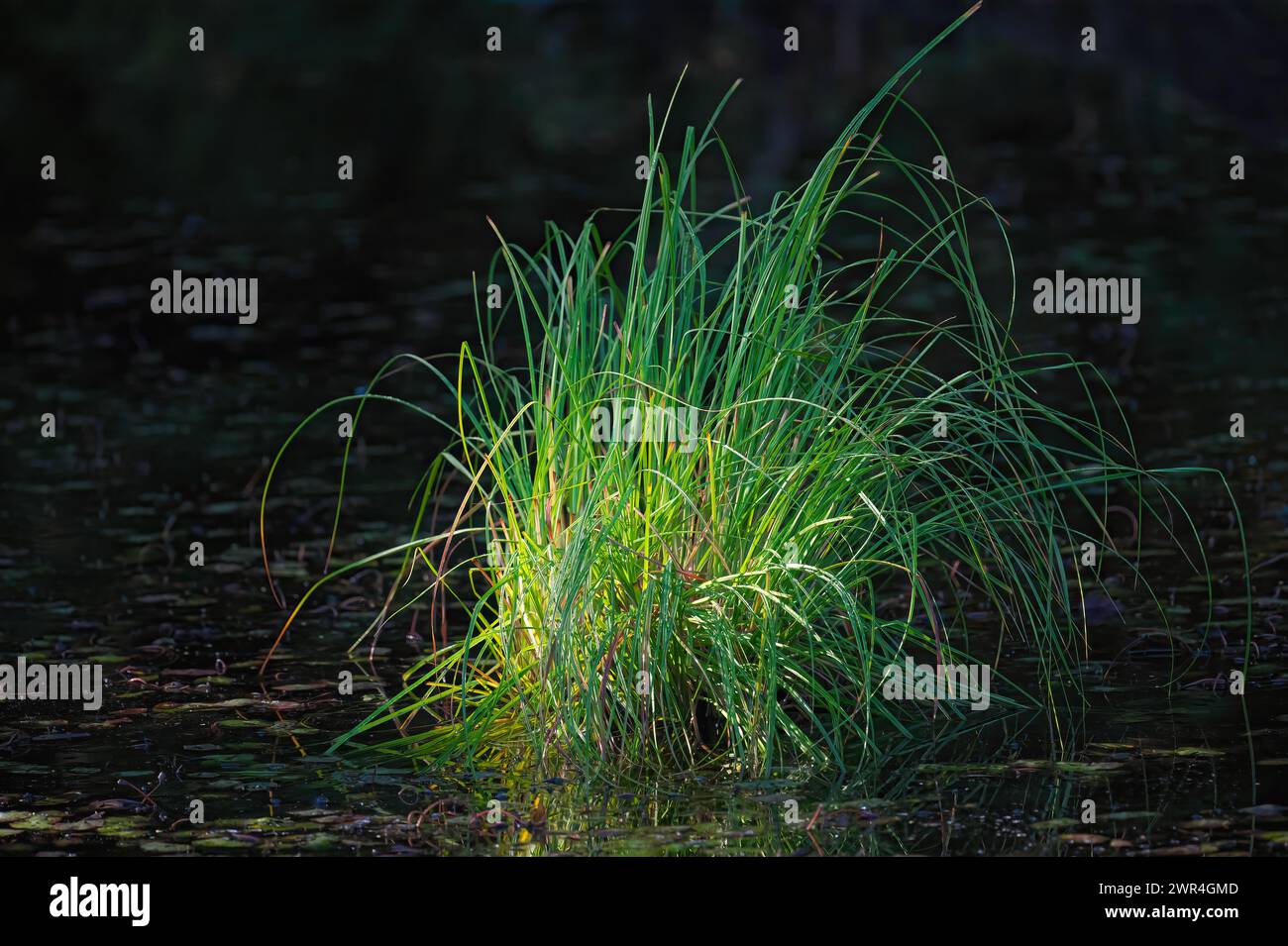 Von der Morgensonne beleuchtet, wächst ein Klumpen von Slough Sedge (Carex obnupta) in einem Teich im Minnekhada Regional Park, B.C., Kanada. Stockfoto