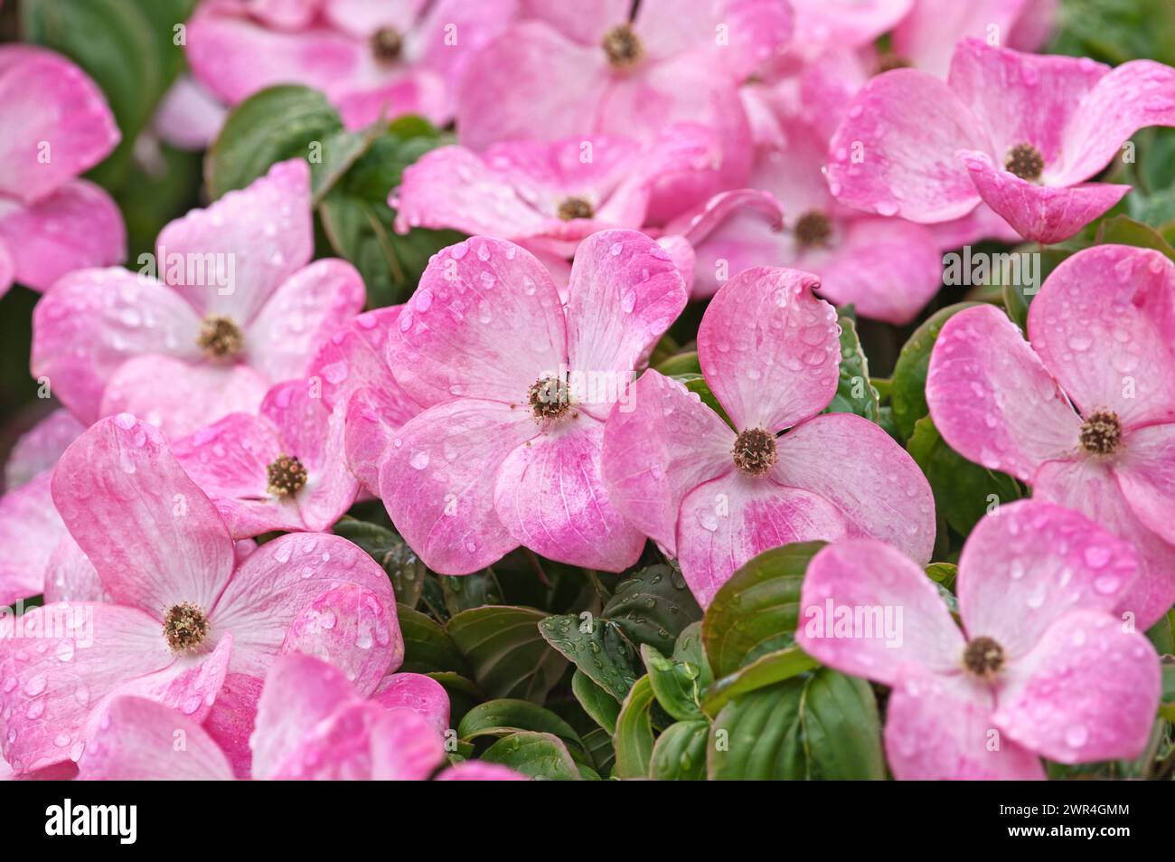 Pink Dogwood Blossoms (Cornus florida) - blühender rosafarbener Hartholz mit Regentropfen. Stockfoto