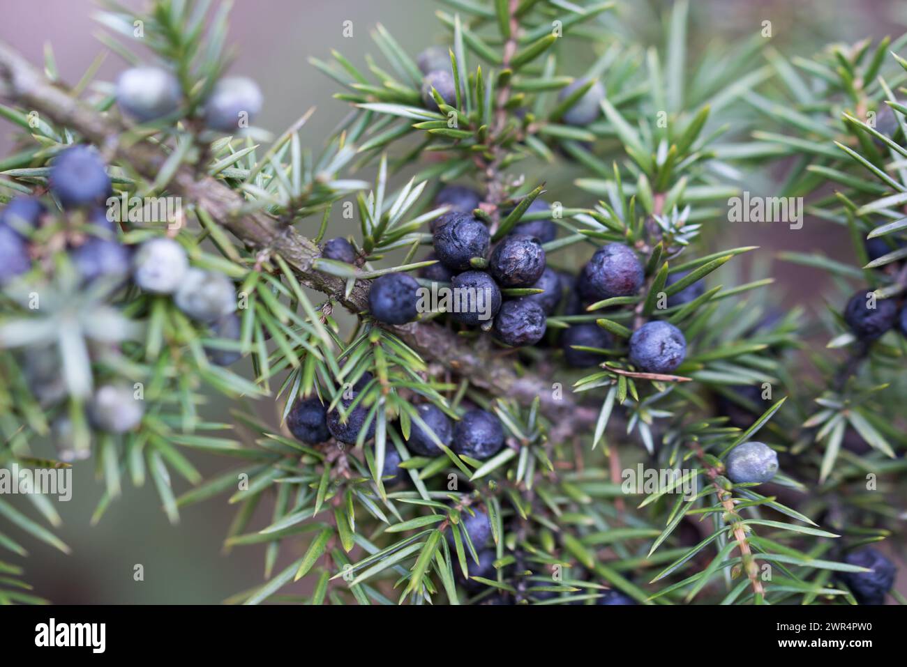 Reife Wacholderbeeren auf dem Zweig Nahaufnahme selektiver Fokus Stockfoto