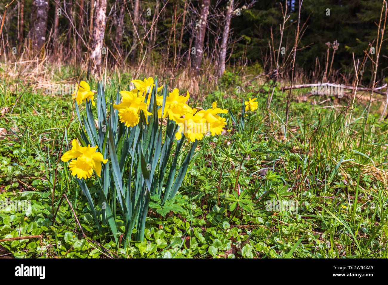 Schöne wilde Narzissen Blume im Frühling Stockfoto