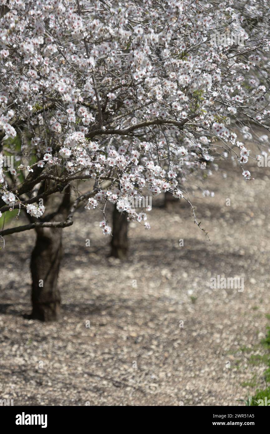 Schöne Mandelblüte im Frühling. Weiß und rosa floss, die zu einer gesunden Mandel werden. Stockfoto