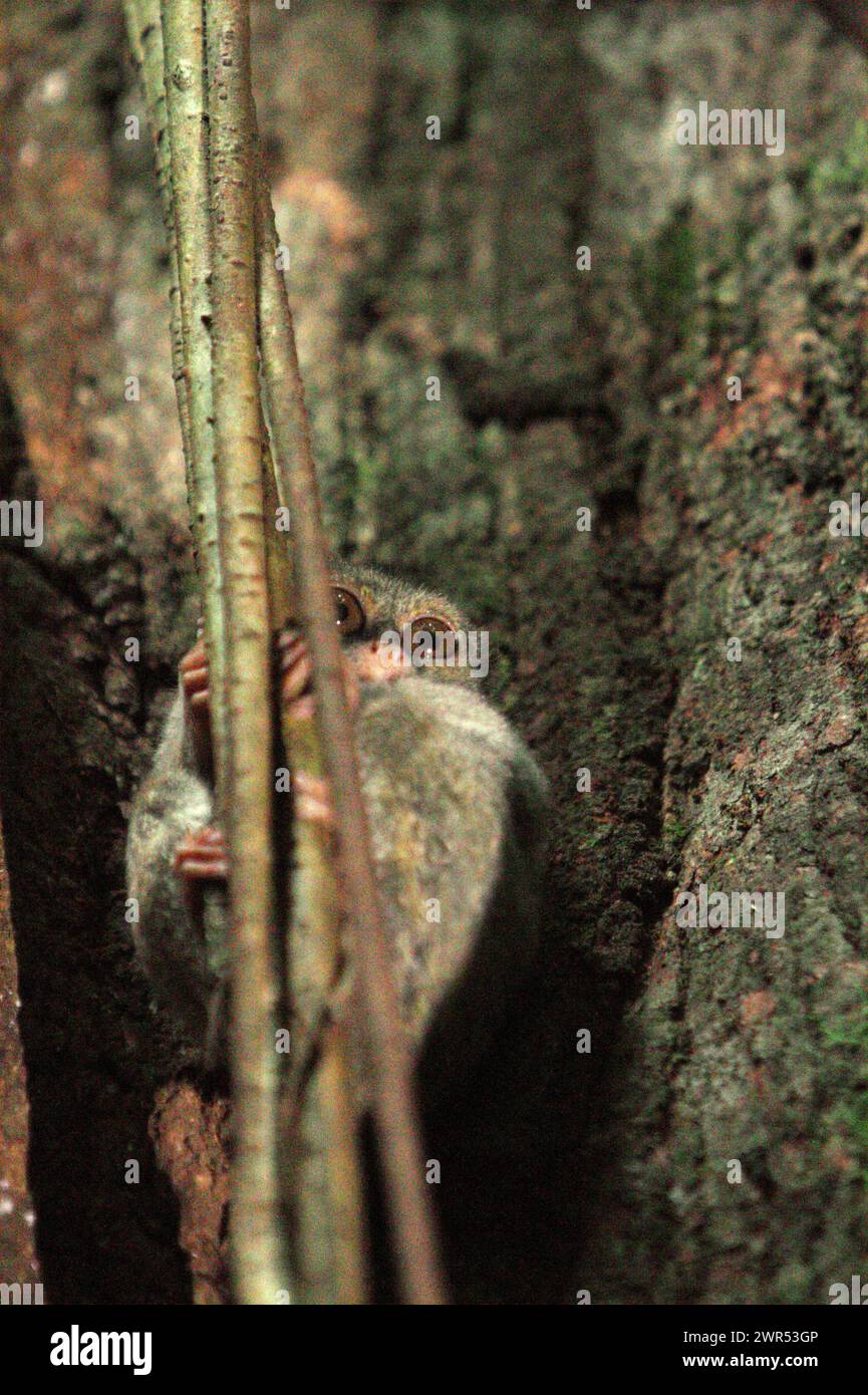 Ein Gurskys Spektraltarsier (Tarsius spectrumgurskyae) ist auf seinem Nestbaum fotografiert, wie er am helllichten Tag sichtbar ist, eine Anomalie dieses nächtlichen Primaten, der im Regenwald des Tangkoko Nature Reserve in Nord-Sulawesi, Indonesien lebt. Etwa 1660 Individuen dieser Art leben im Batuputih Nature Tourism Park, in der Nähe des Naturschutzgebiets, wo sie laut Forschern eine der wichtigsten touristischen Attraktionen sind. Stockfoto