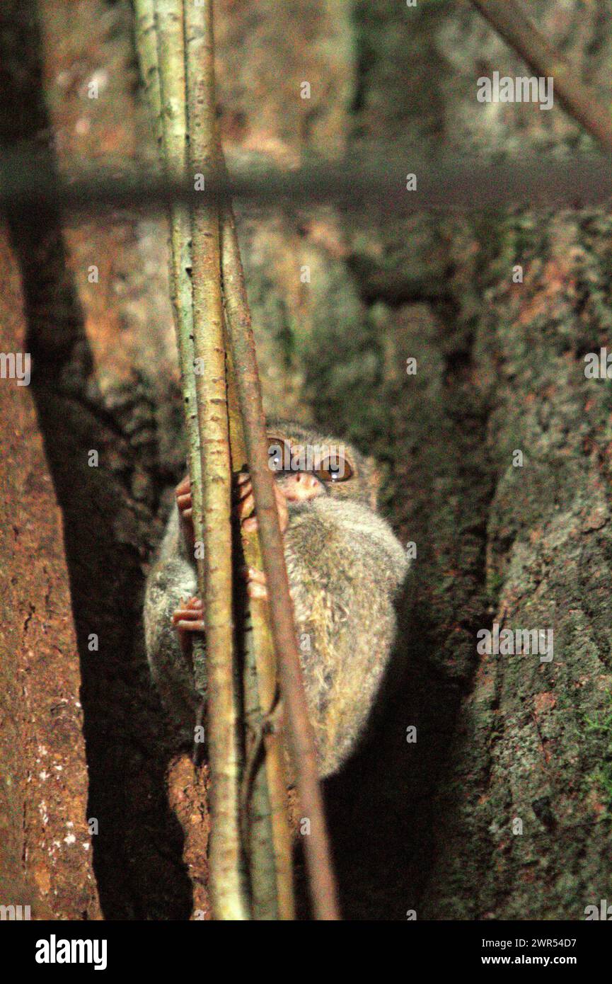 Ein Gurskys Spektraltarsier (Tarsius spectrumgurskyae) ist auf seinem Nestbaum fotografiert, wie er am helllichten Tag sichtbar ist, eine Anomalie dieses nächtlichen Primaten, der im Regenwald des Tangkoko Nature Reserve in Nord-Sulawesi, Indonesien lebt. Etwa 1660 Individuen dieser Art leben im Batuputih Nature Tourism Park, in der Nähe des Naturschutzgebiets, wo sie laut Forschern eine der wichtigsten touristischen Attraktionen sind. Stockfoto