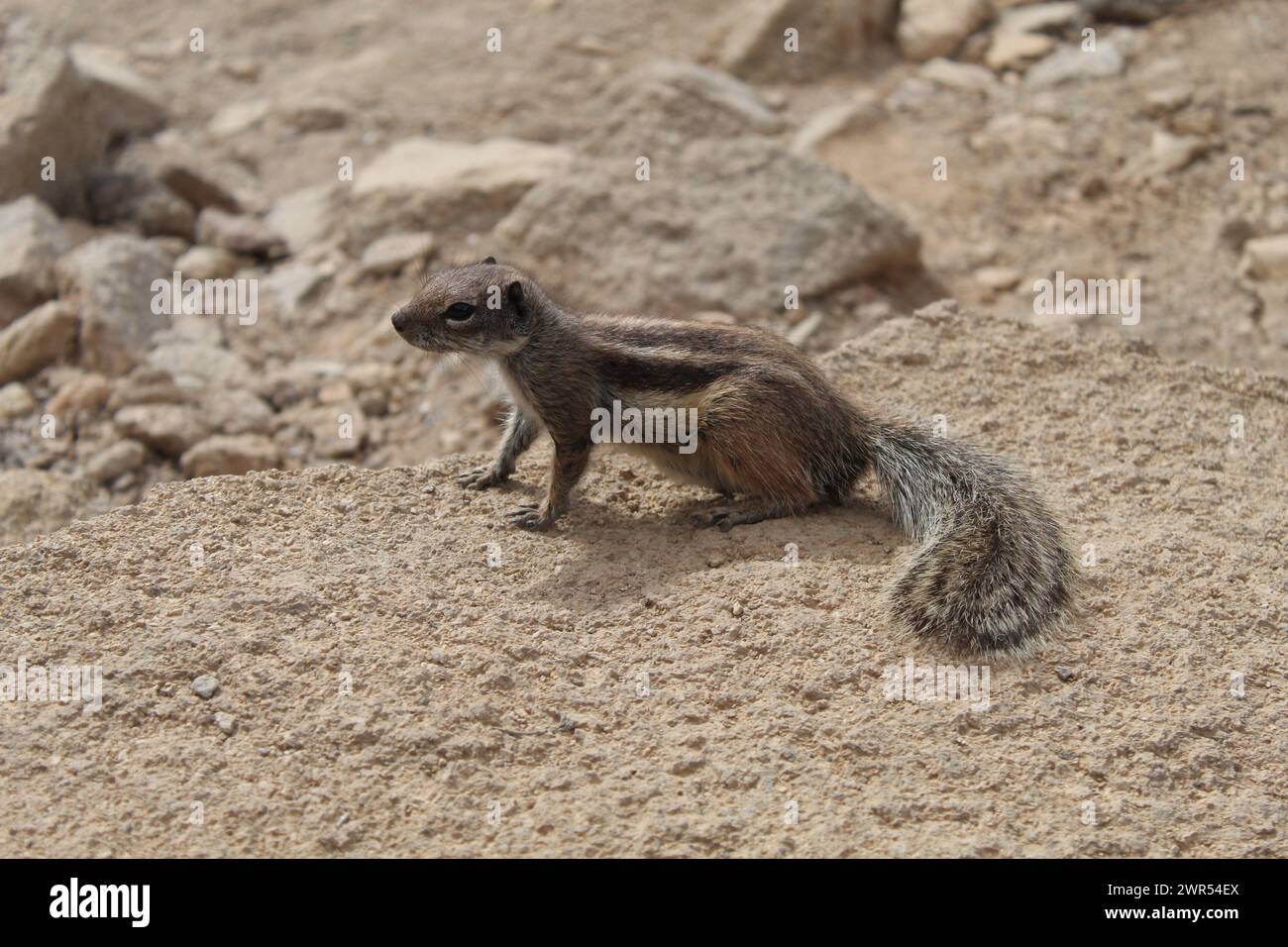 Squirll läuft herum, Fuerteventura, Spanien Stockfoto