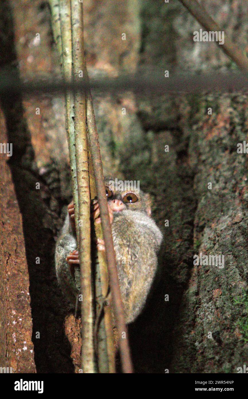 Ein Gurskys Spektraltarsier (Tarsius spectrumgurskyae) ist auf seinem Nestbaum fotografiert, wie er am helllichten Tag sichtbar ist, eine Anomalie dieses nächtlichen Primaten, der im Regenwald des Tangkoko Nature Reserve in Nord-Sulawesi, Indonesien lebt. Etwa 1660 Individuen dieser Art leben im Batuputih Nature Tourism Park, in der Nähe des Naturschutzgebiets, wo sie laut Forschern eine der wichtigsten touristischen Attraktionen sind. Stockfoto